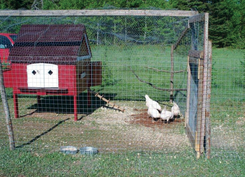 Outdoor run for chickens