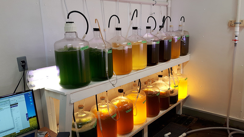 Various algae tanks with different coloured algae 