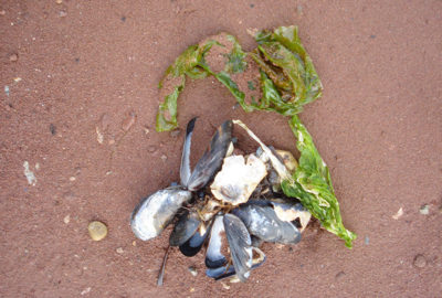 Sea lettuce and seashells on the sand.