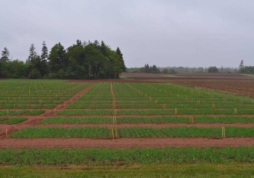 Rows of crops at the Canadian Agriculture Research Farm //photo credit: Cheryl Young/Salty