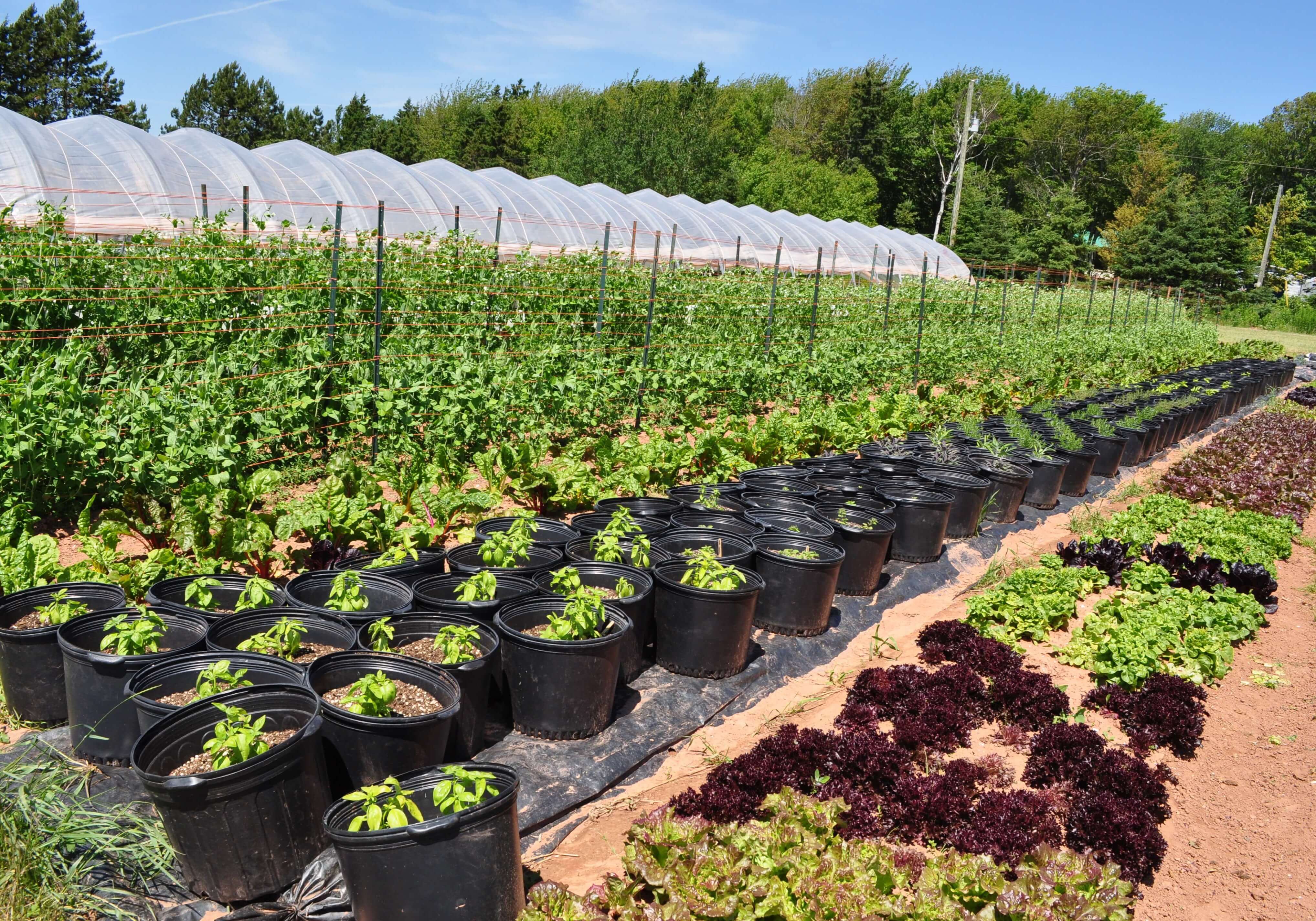 Heart Beet Organics farms on approximately 1.5 acres of organic land.//Photo Credit: Laura Weatherbie/Salty