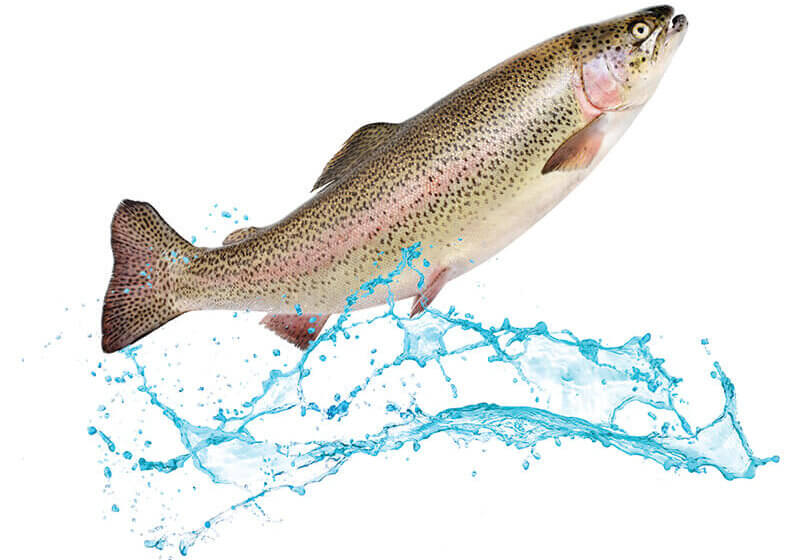 Atlantic salmon fish jumping out of water