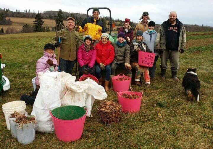 PEI Food Exchange volunteers work with organic farmers to glean food after the main harvest//Submitted Photo