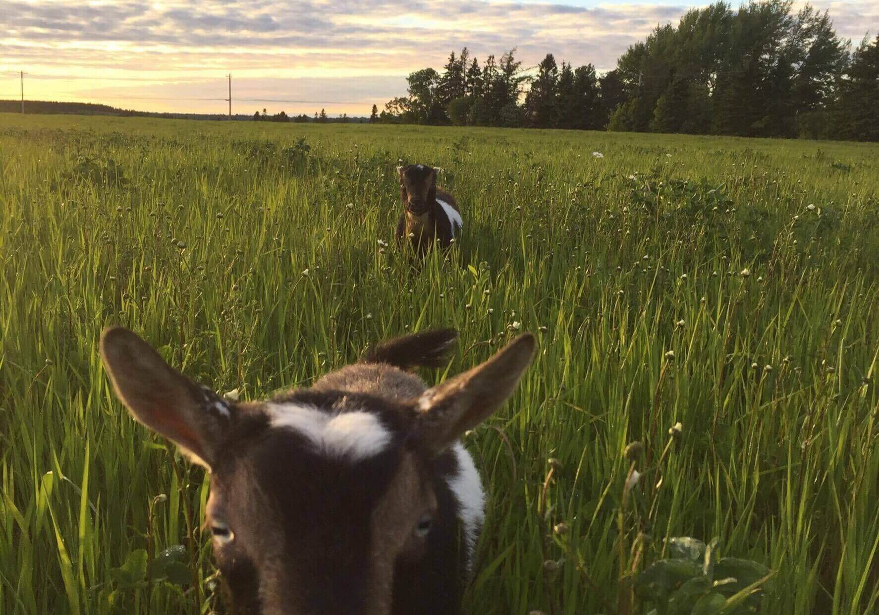 Mini goats//Submitted photo