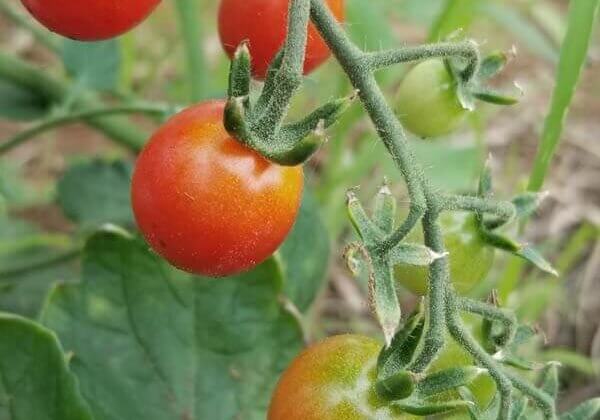Tomatoes
Photo credit: Christopher Dunbar