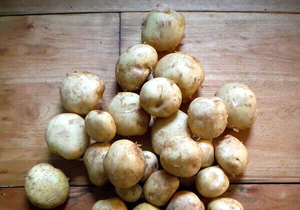 August2017_newPotatoes_1