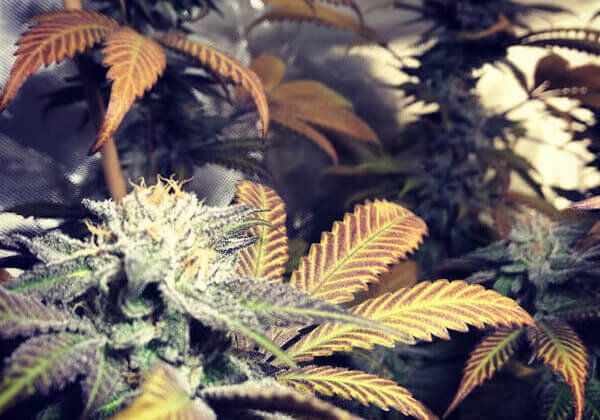 Cannabis flower buds soon to be harvested Photo credit: Shawn Harnden