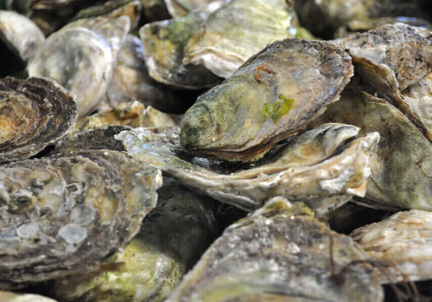 Feb2019_ValleyPearl_4