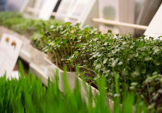 Sprouting seeds//Photo credit: Laura Weatherbie//Salty