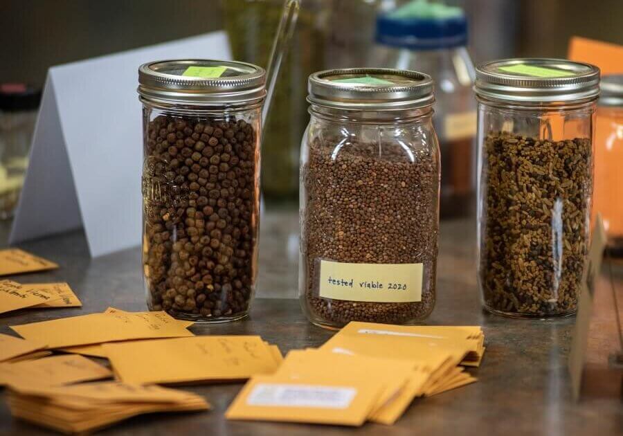 A variety of seeds available at a Seedy Saturday seed exchange Photo credit: Brian McInnis