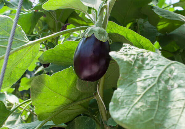 Eggplant from Schurman Family Farm//Photo Credit: Laura Weatherbie/Salty