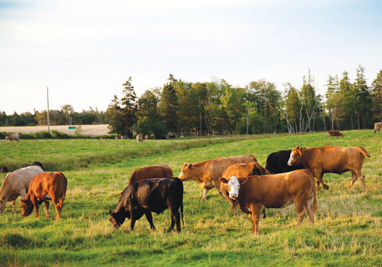 PEI cattle//Photo credit: submitted photo