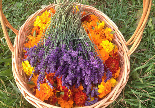 PEI Lavender.//Photo Credit: Ariana Salvo