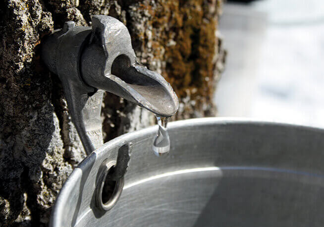 maplesap_drip