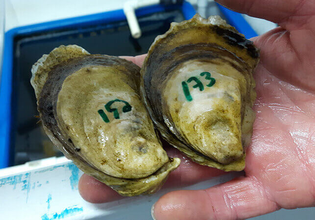 Numbered oyster shells.