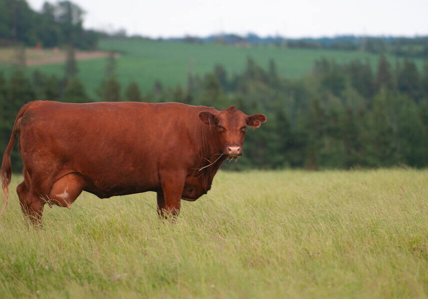 Photo Credit: Brian McInnis