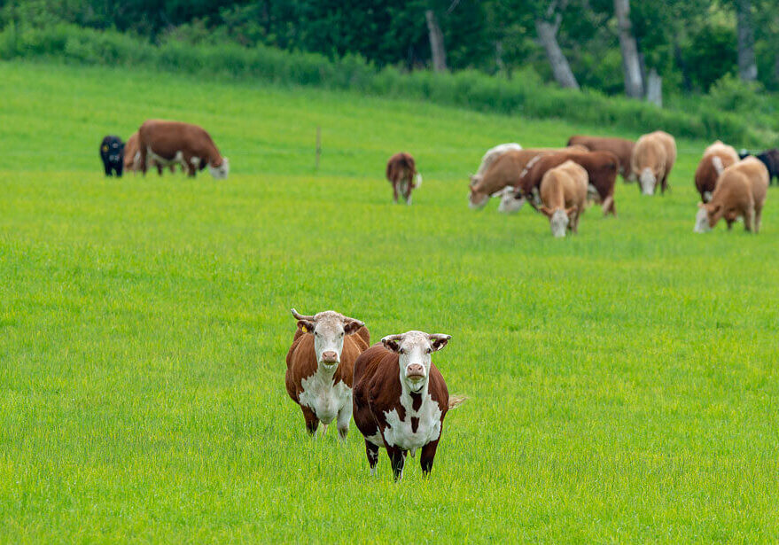 A herd of dairy cattle graze in rural PEI   Photo credit: Brian McInnis