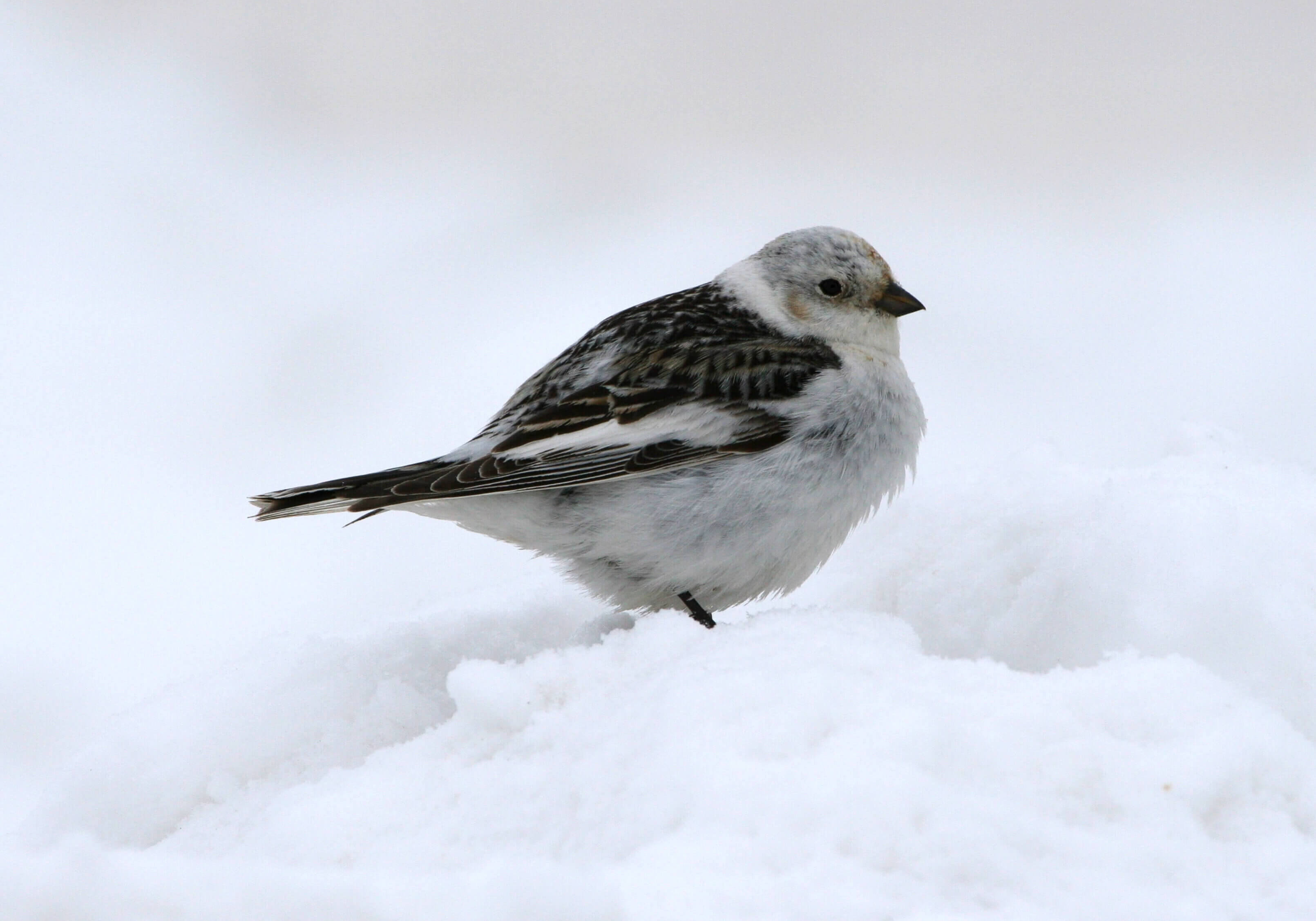 snow-bunting-credit-us-fish-and-wildlife-service